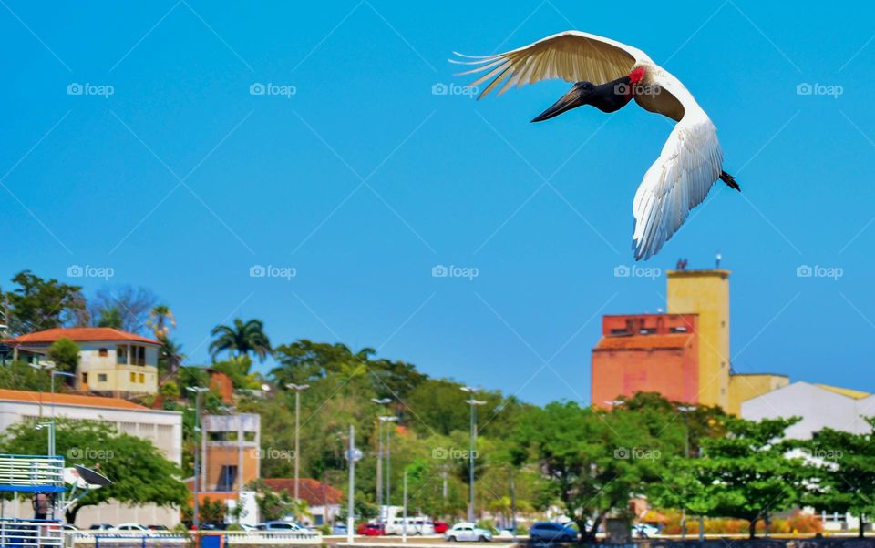 Tuiuiú sobrevoa a cidade de Corumbá MS,  considerada a Capital do Pantanal
@guilhermepantanal