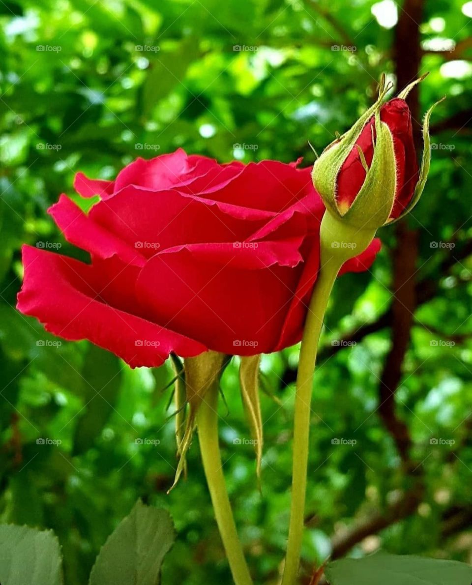 Red rose