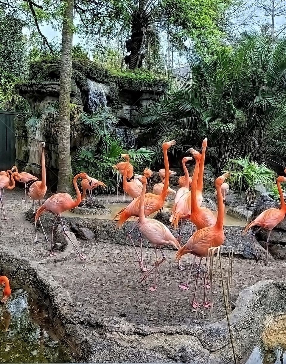 Pink flamingos