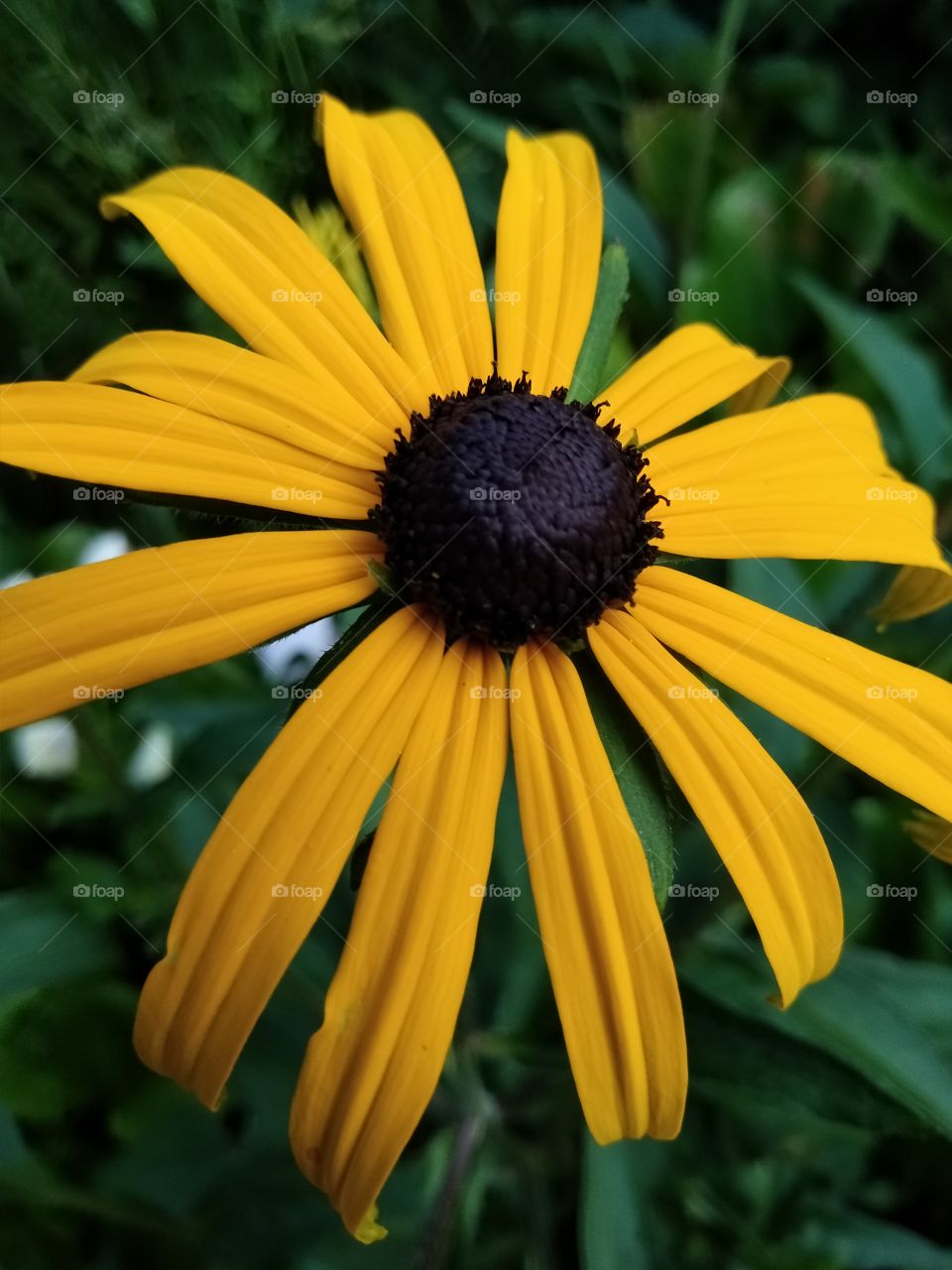 Kurpark in Bad Wildbad