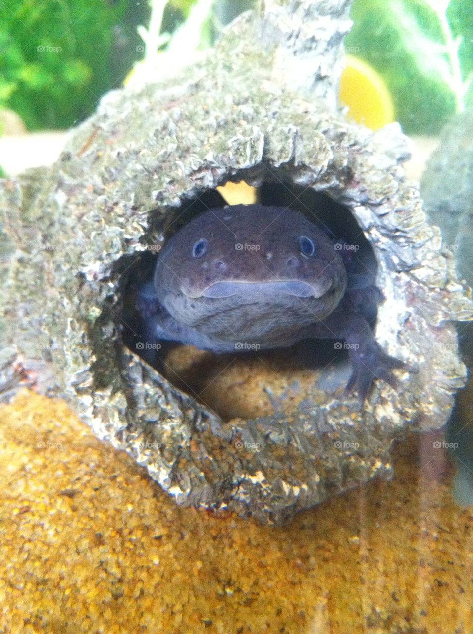 Axolotl hanging out in a cave!