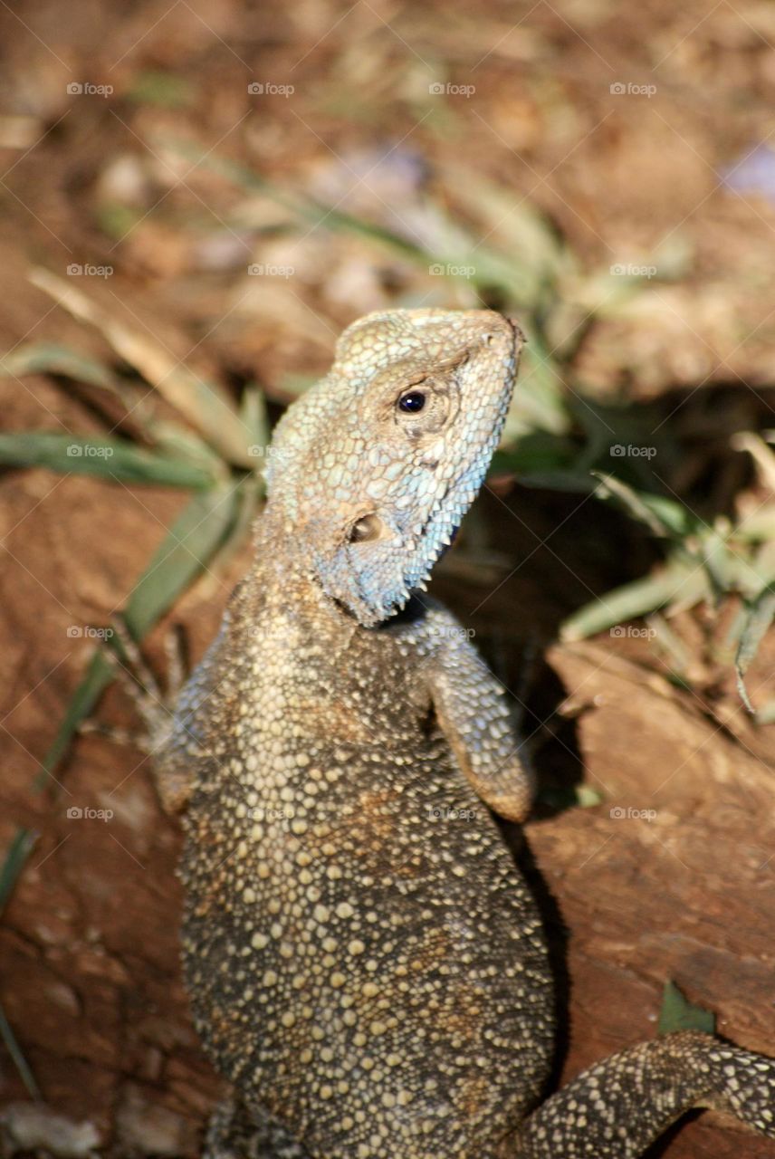 A blue headed agoa lizard 