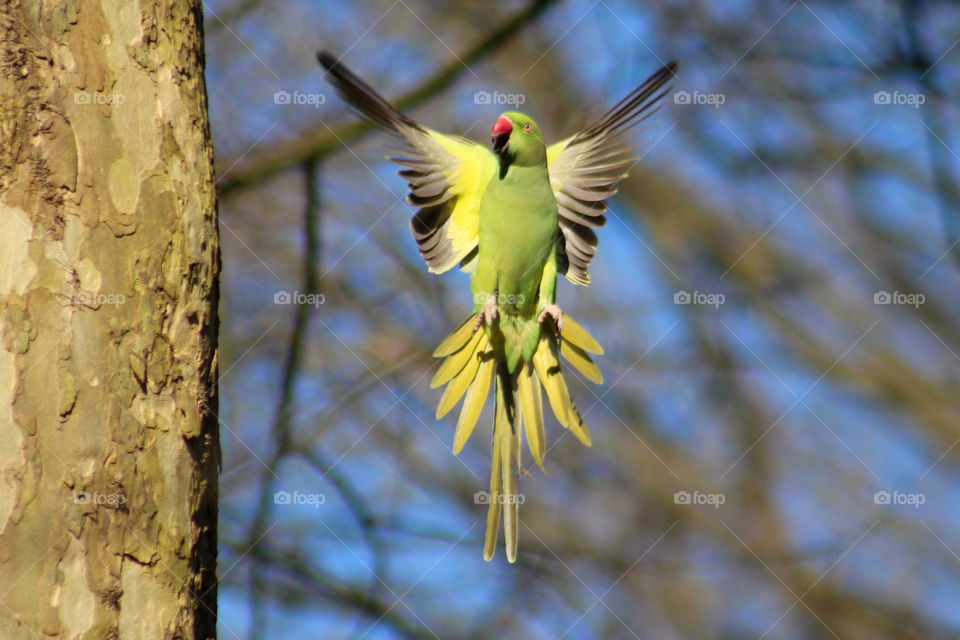 Parrot dance?