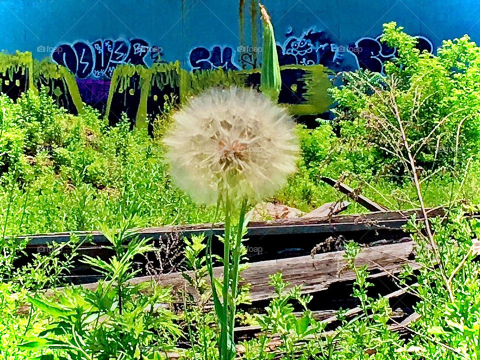 A lonely dandelion grows in Brooklyn, NY right next to the gray asphalt of the sidewalk. This flower has near outlived its short existence. The once bright yellow leaves have turned a whitish grey and await being blown away as spores. Photo 2017. H P