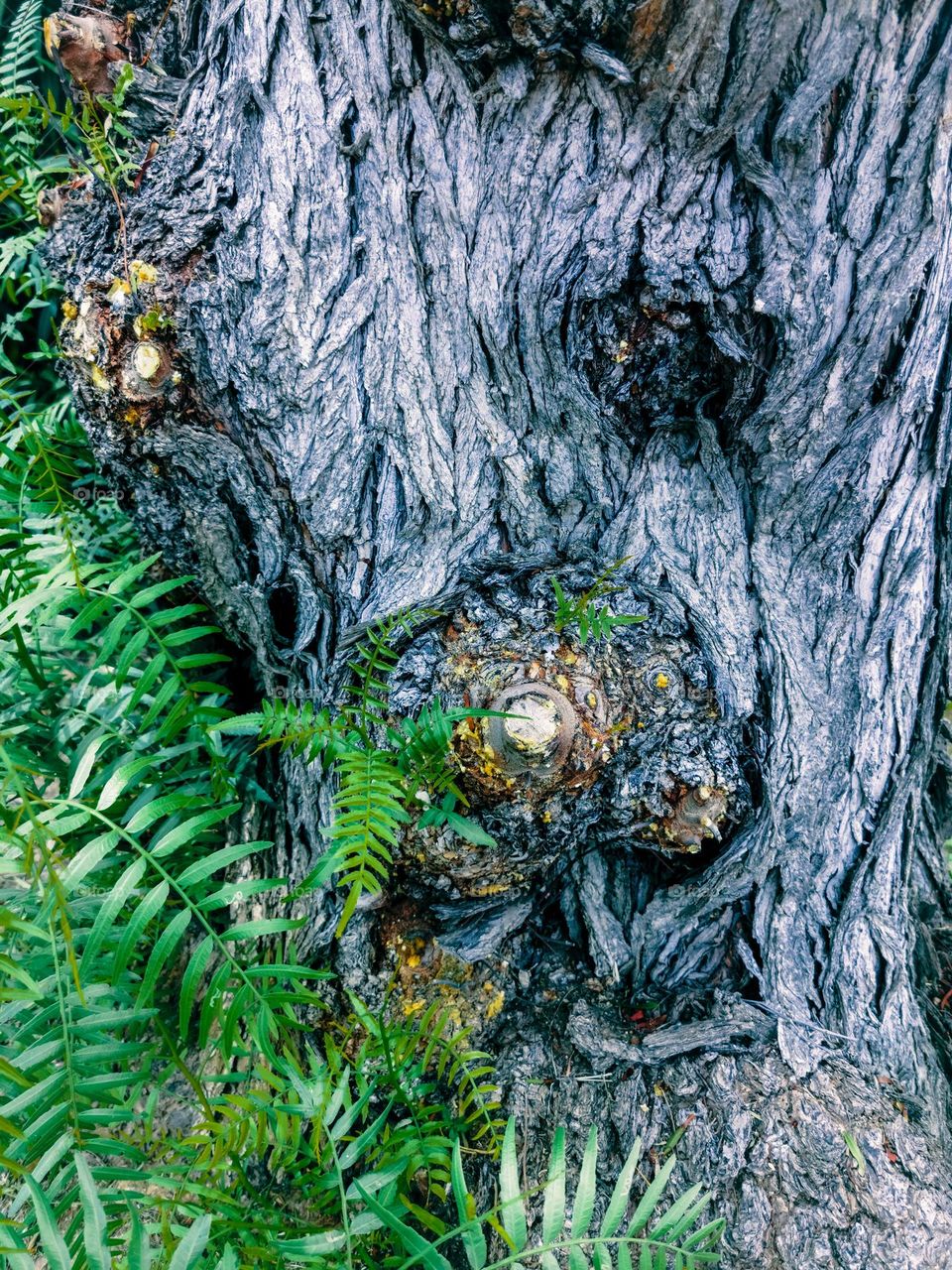 Grey bark and green leaves