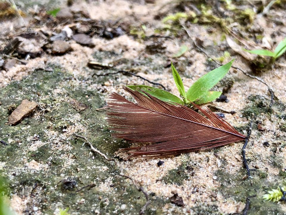 Closeup red feather on sandy ground