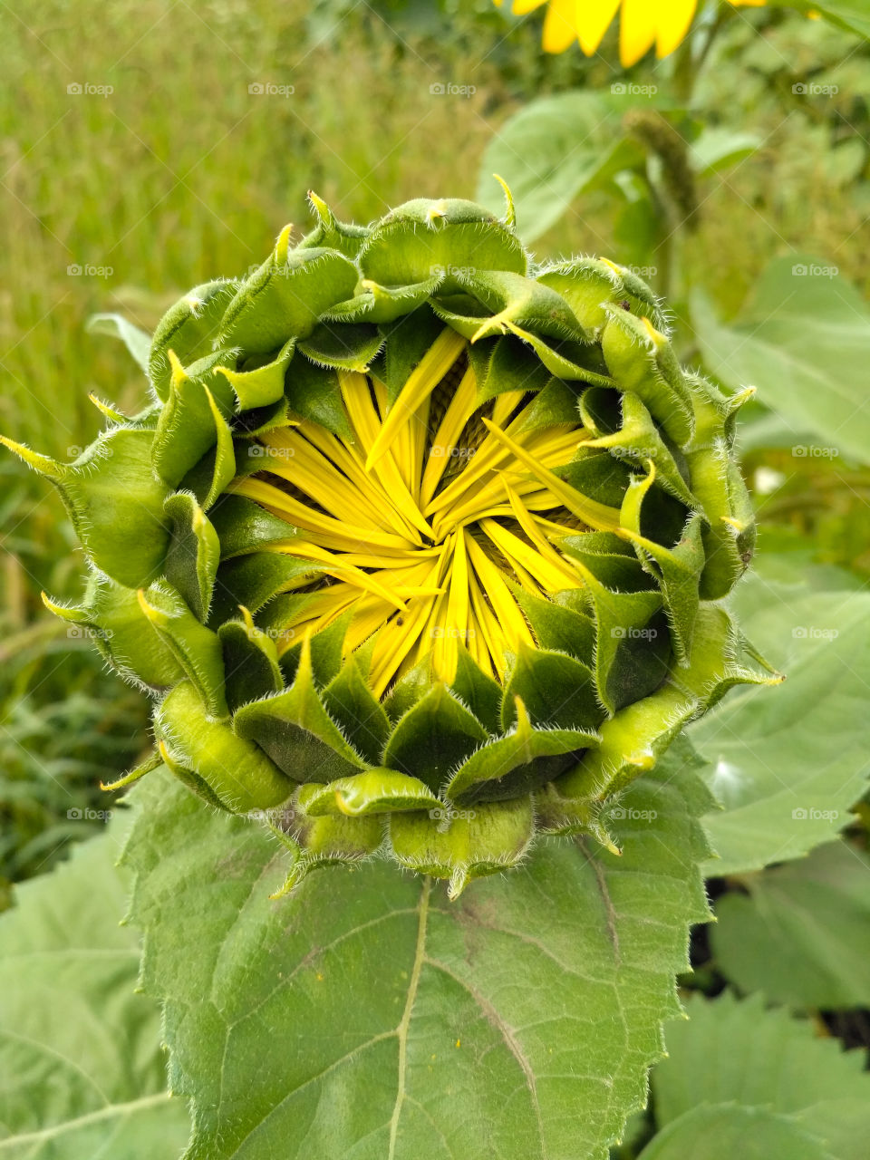 Sunflower not blooming