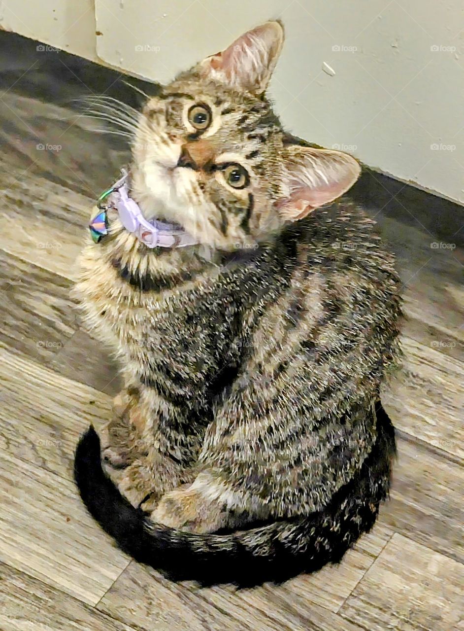 Hi I'm Luna! Im Really a good kitten I promise.