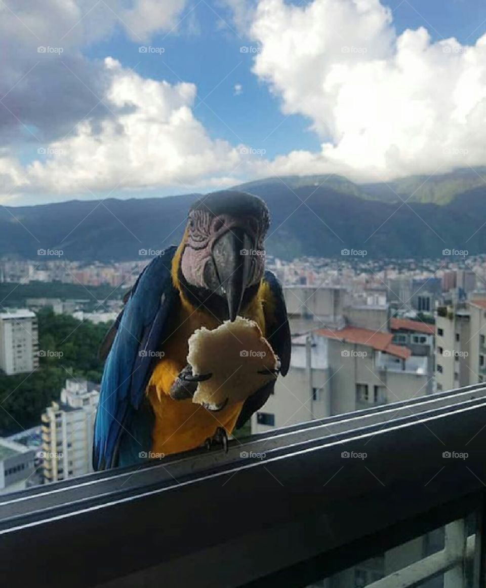 Guacamayas Caracas