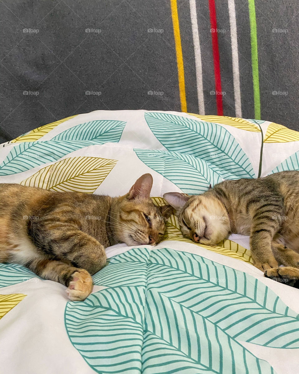 Lazy cats 