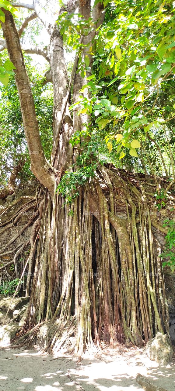many rooted trees in Pangandaran Nature Reserve