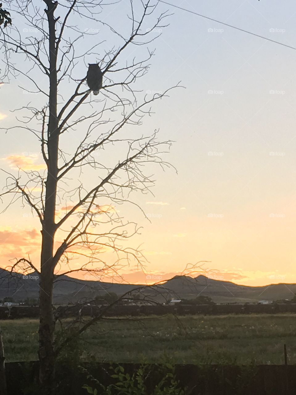 Owl in tree at sunset with mountains in the background. 
