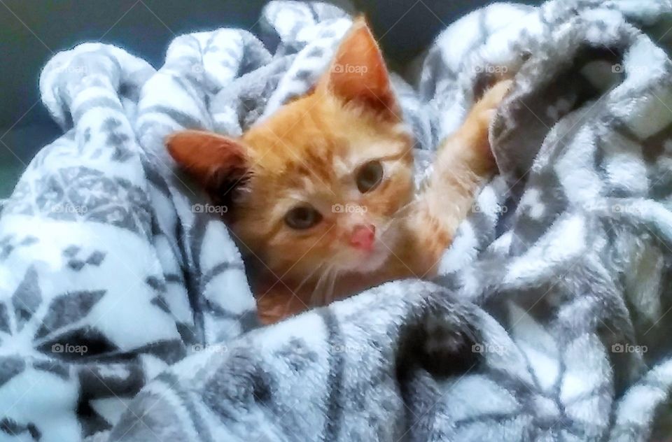 orange kitten wrapped in fuzzy blanket
