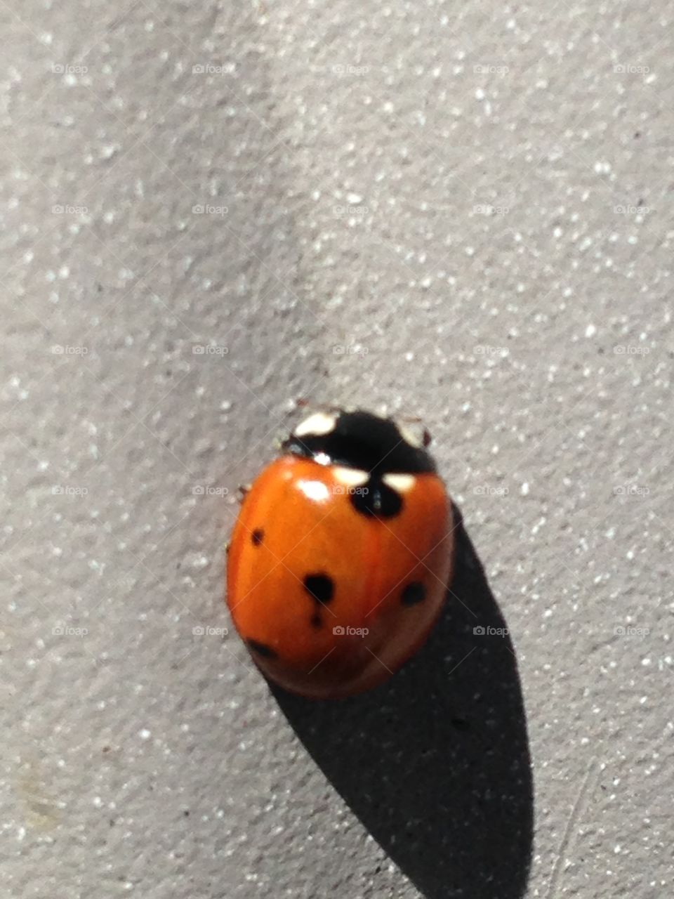 Ladybug closeup 