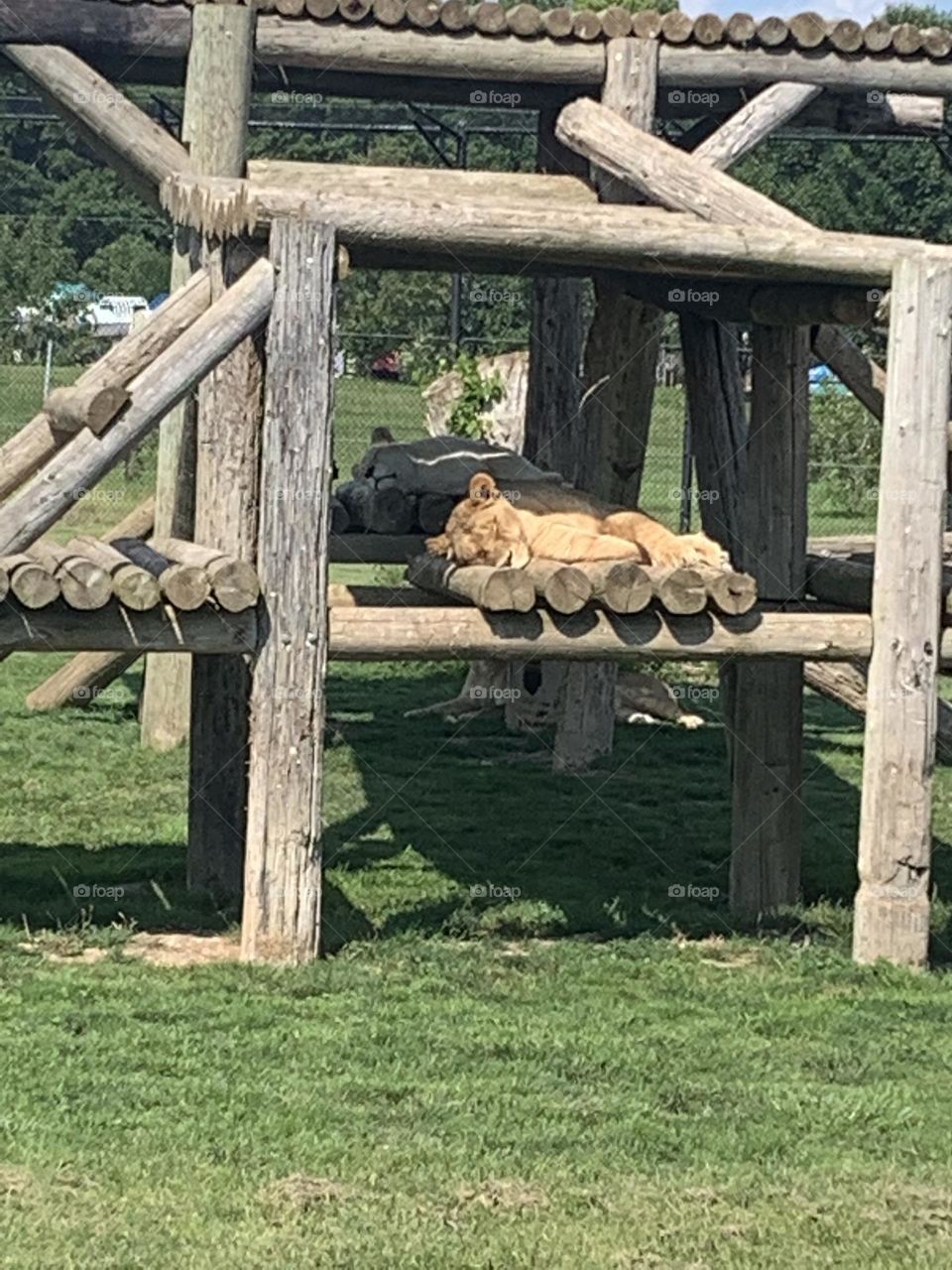 Sleeping lions at the zoo 