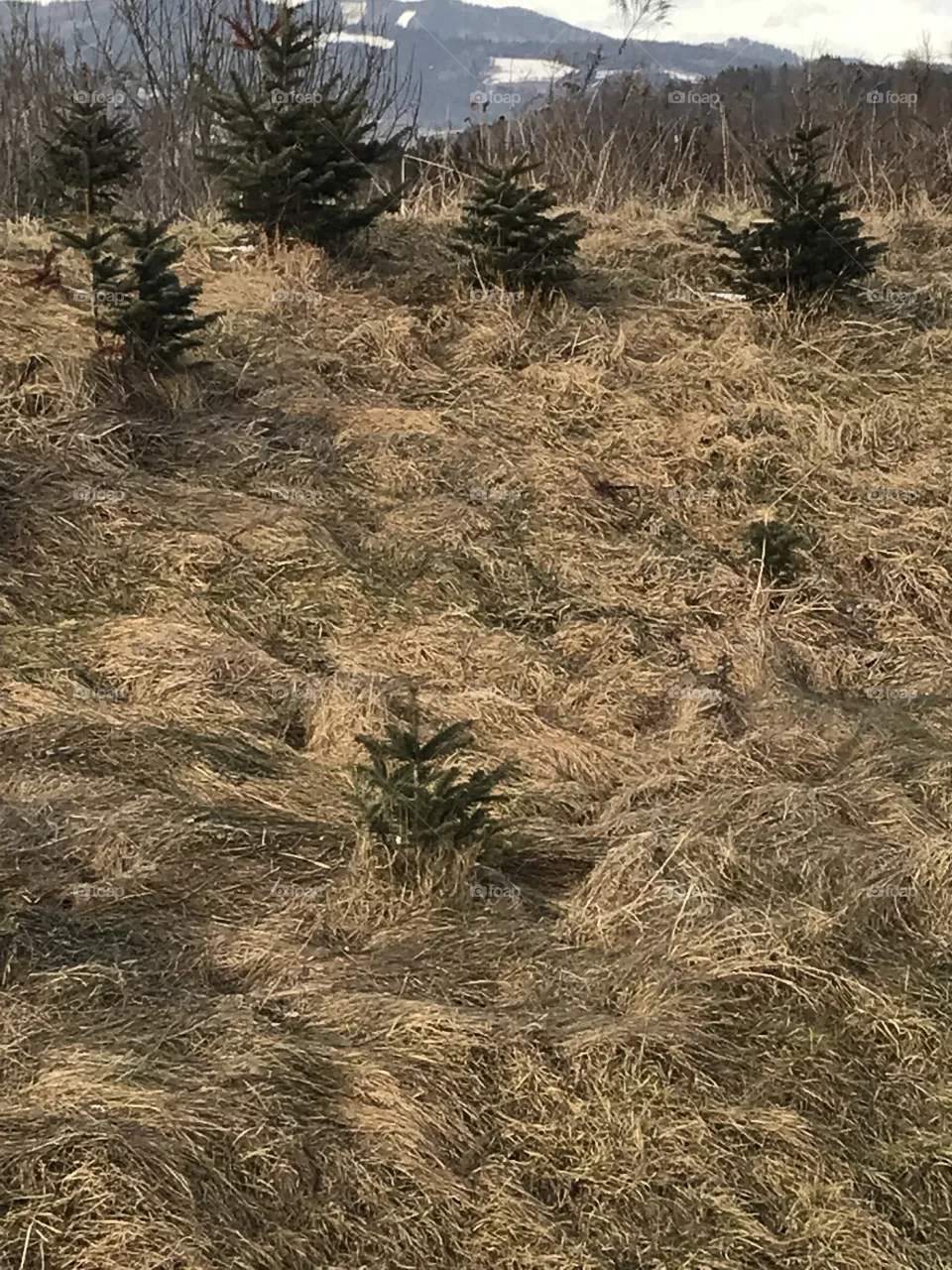 Trees