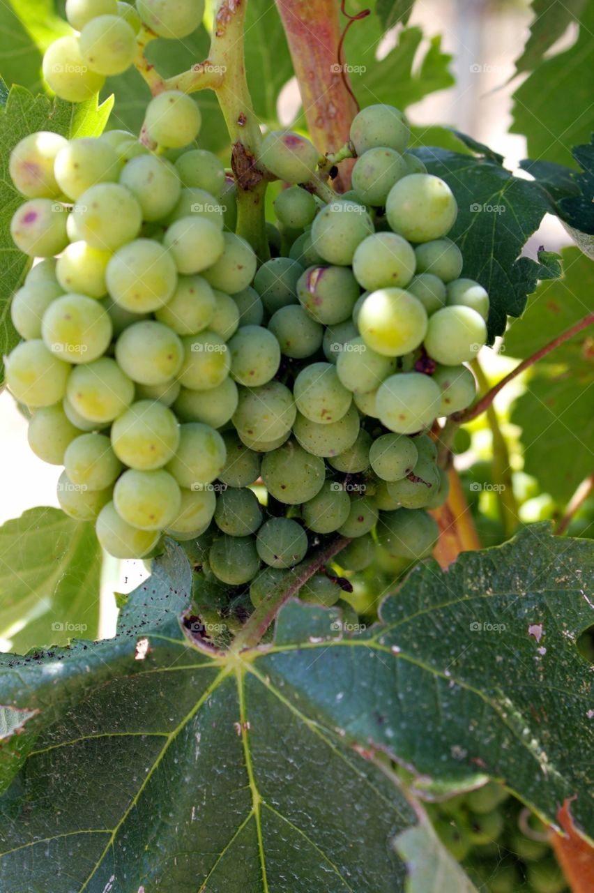 Grapes on a vine 