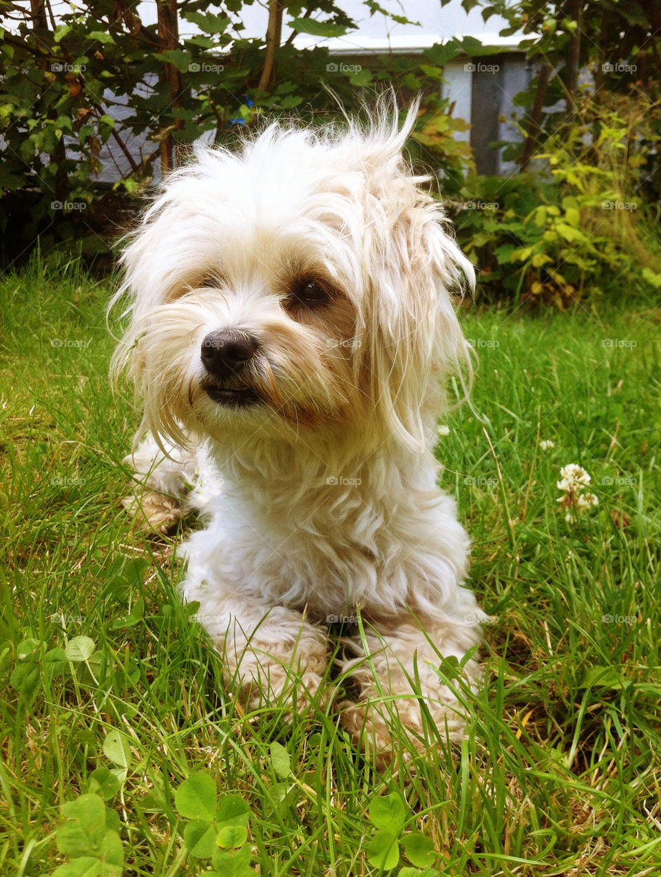 sweden white summer dog by linderborg