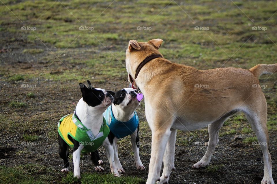 My Boston Terrier tag team was ready to take on this young pup who just wanted to play. They are always on alert and like to tell bigger dogs who’s boss! All bark and no bite! 🐔