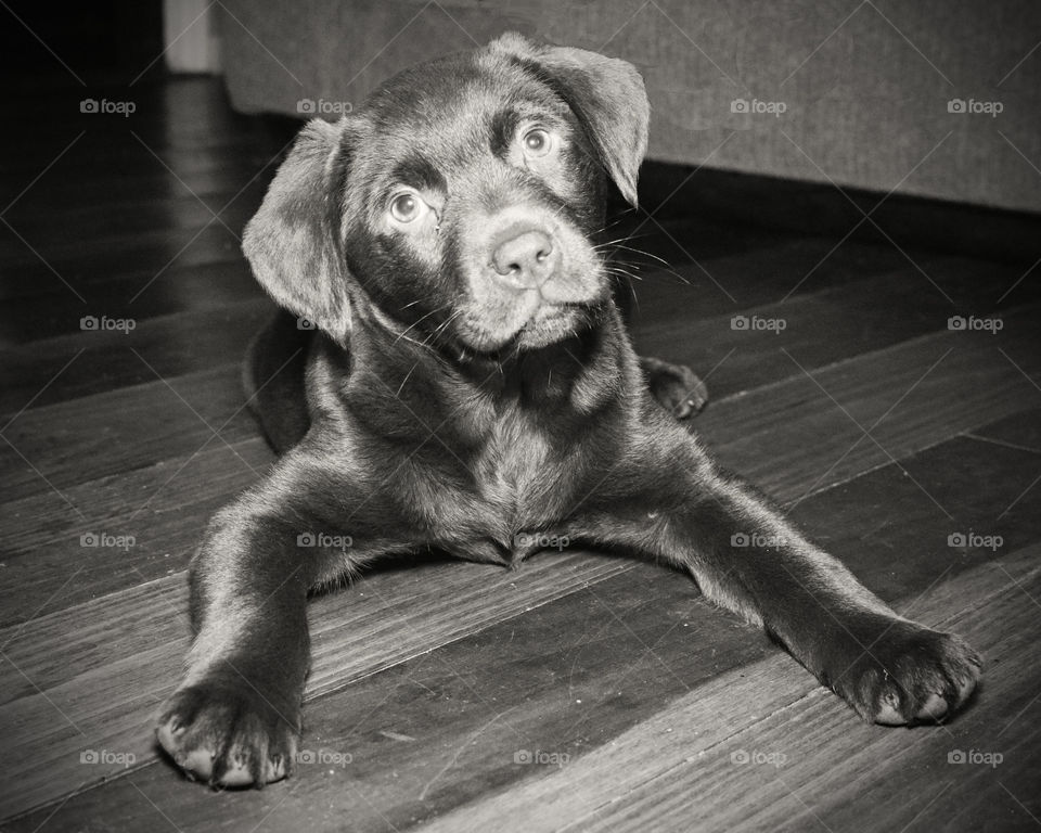 Cocoa Chocolate Lab pup