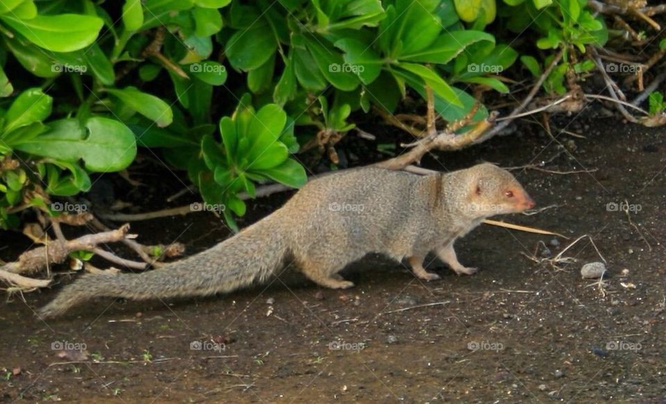 Mongoose