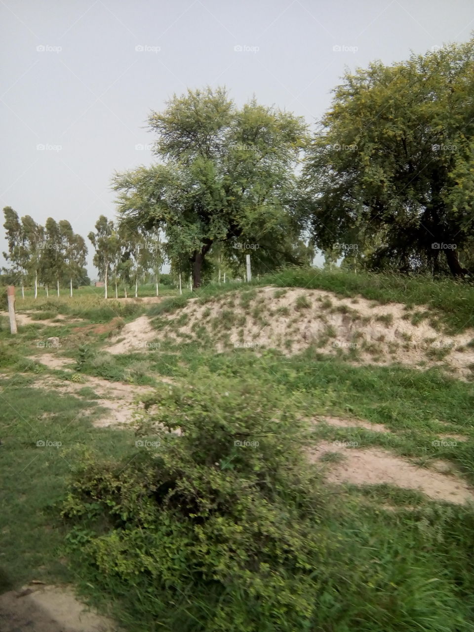 natural beautiful seen of a village in India