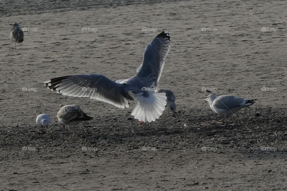 Seagull landing on the beach 