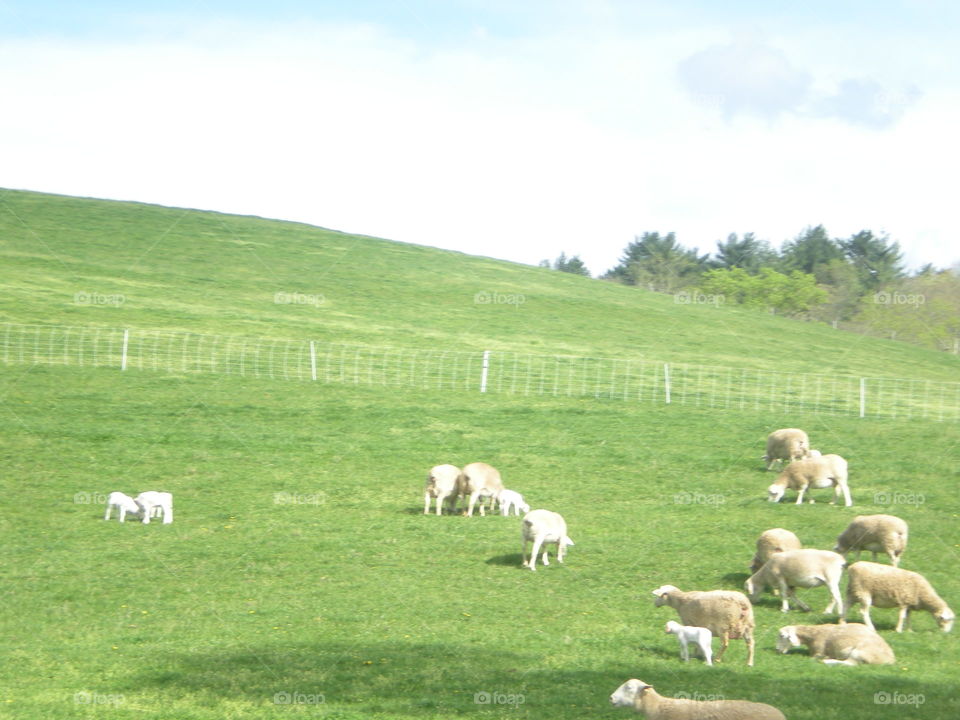 sheep. Biltmore Estate farm 