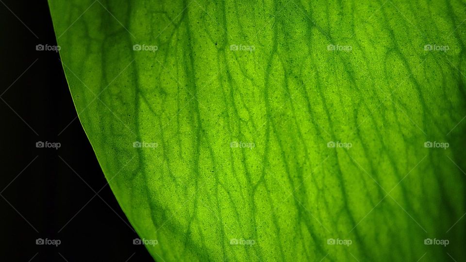 Green Vein