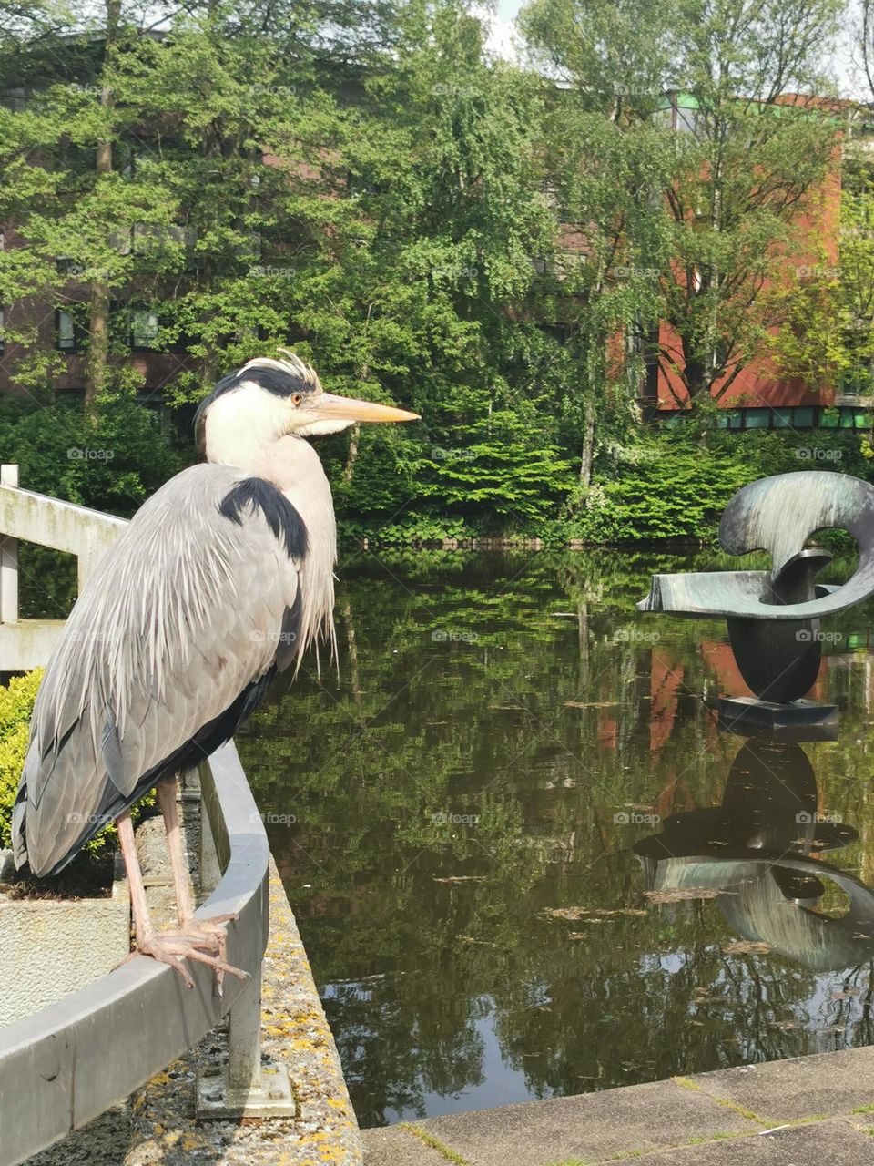 Grey Heron in the middle of the city