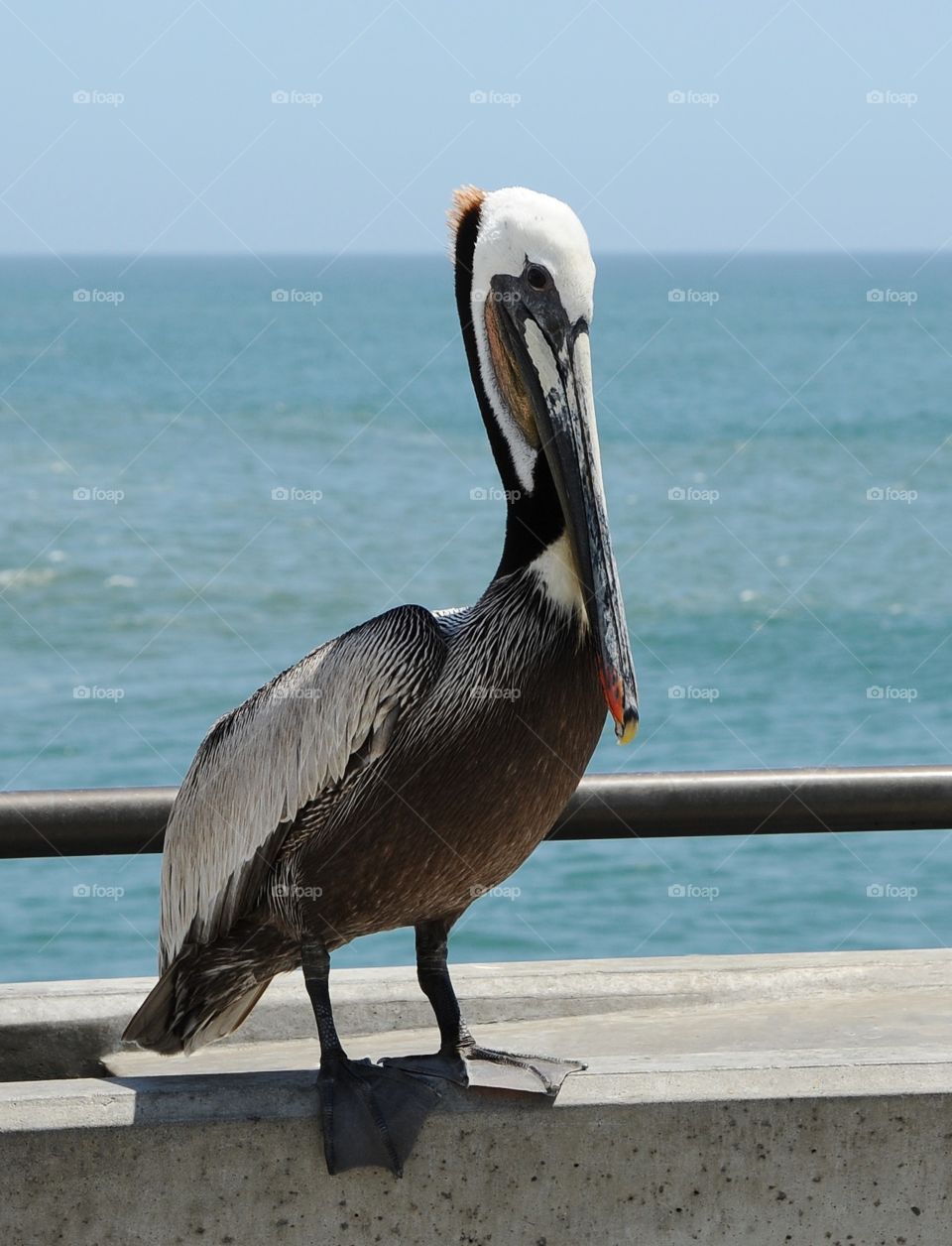 Huntington Beach Pelican 