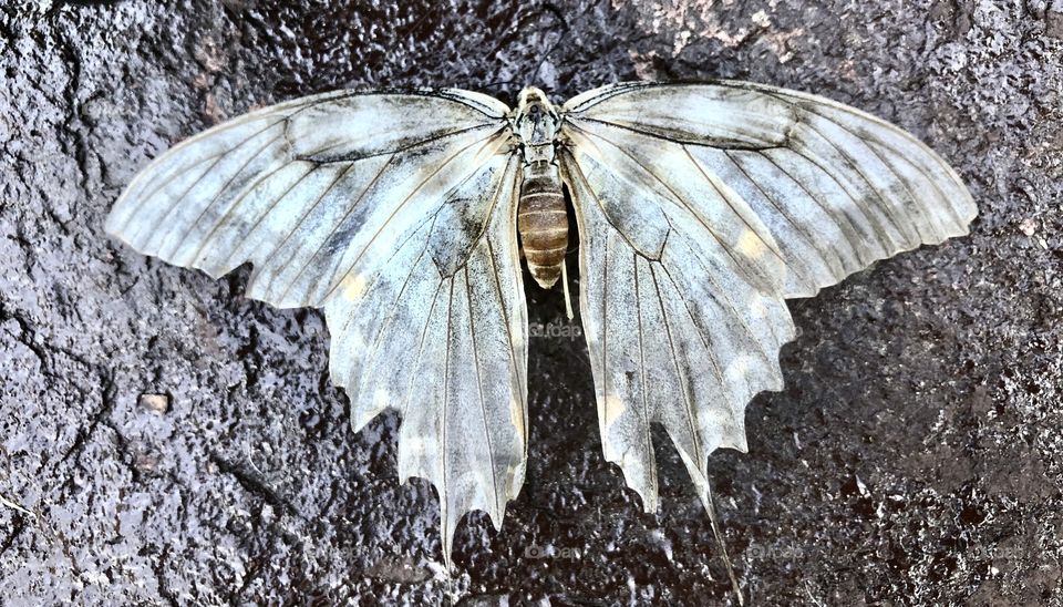 Translucent Moth 