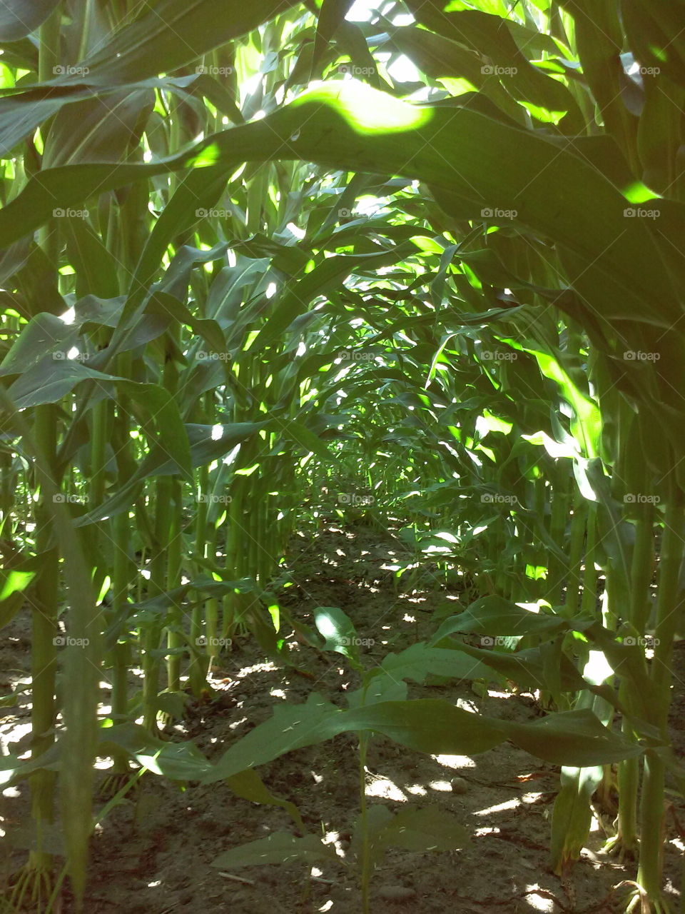 Corn row tunnels.