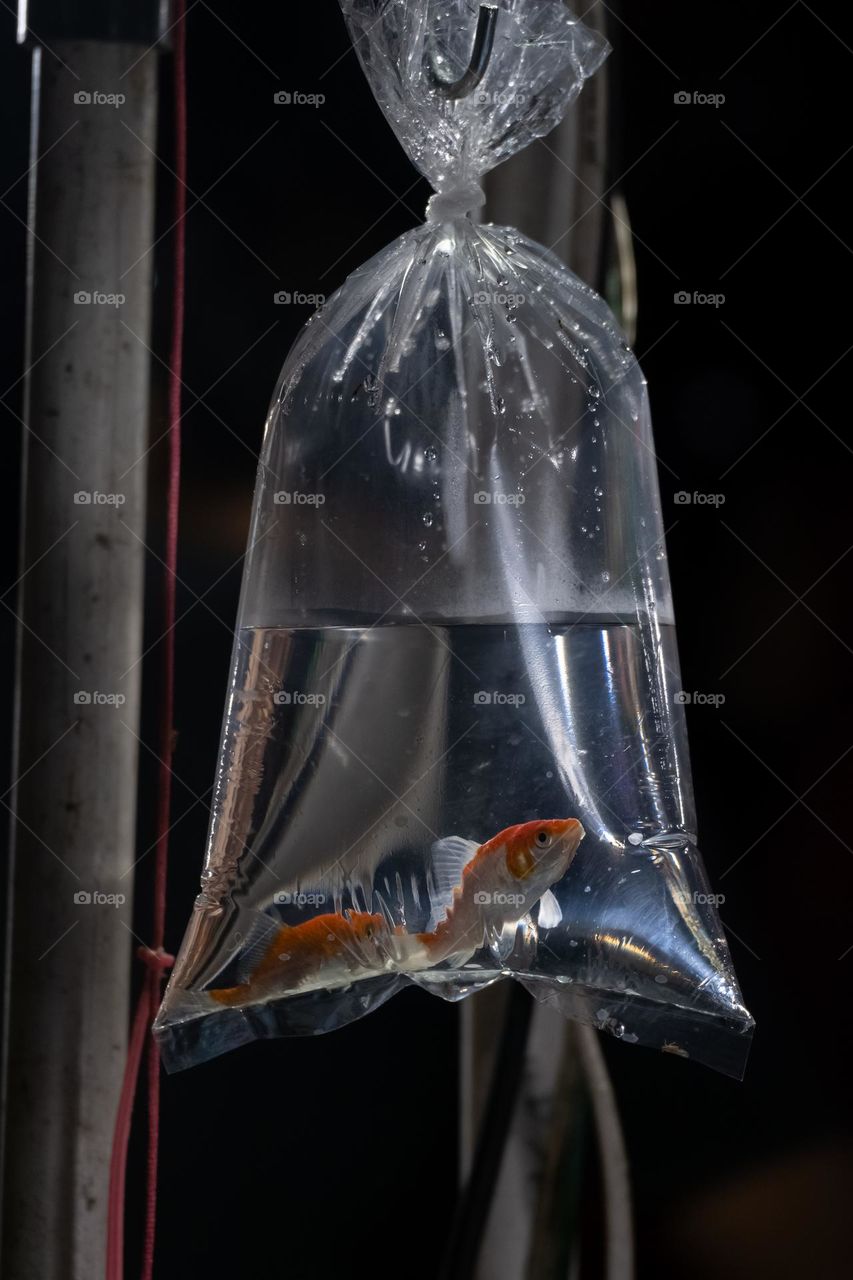 a fish in the plastic