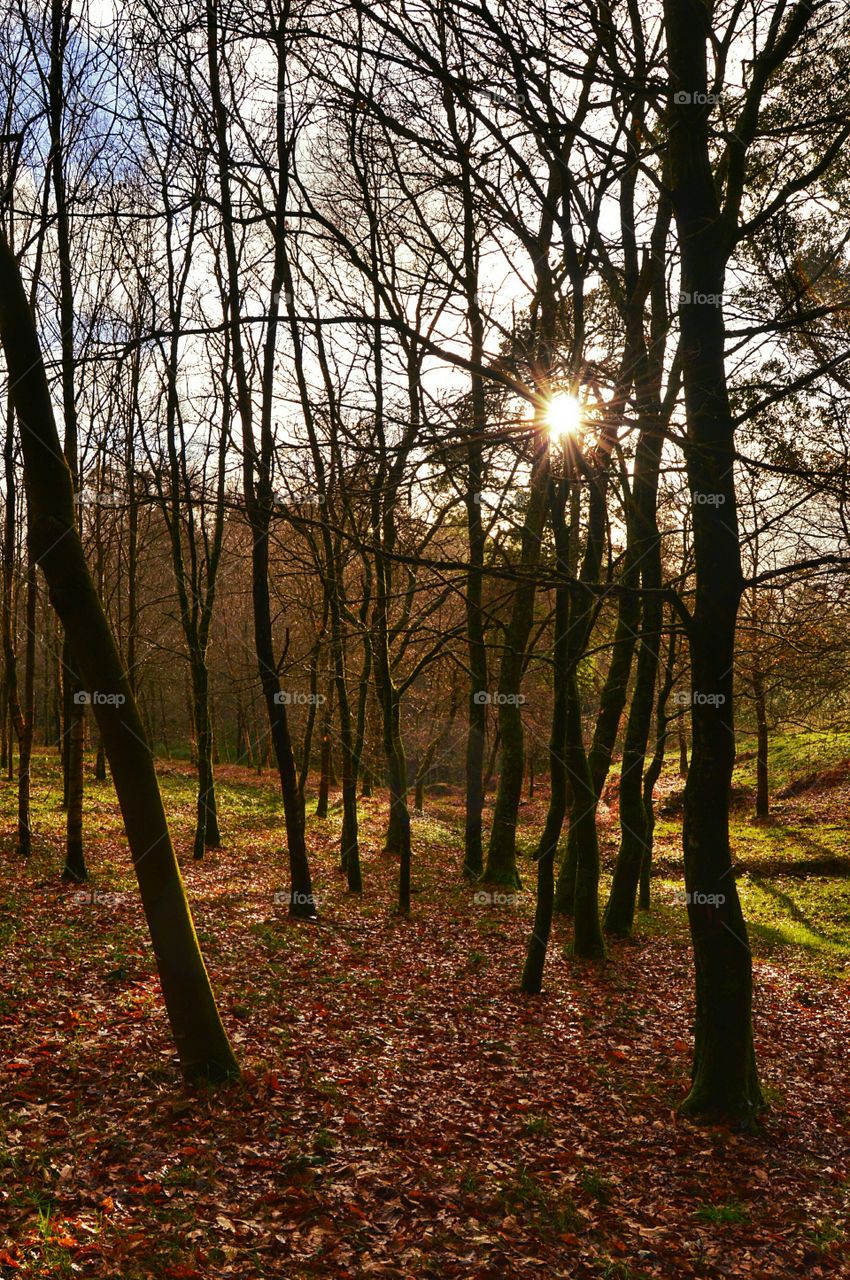 Mount Pedroso. Forest.