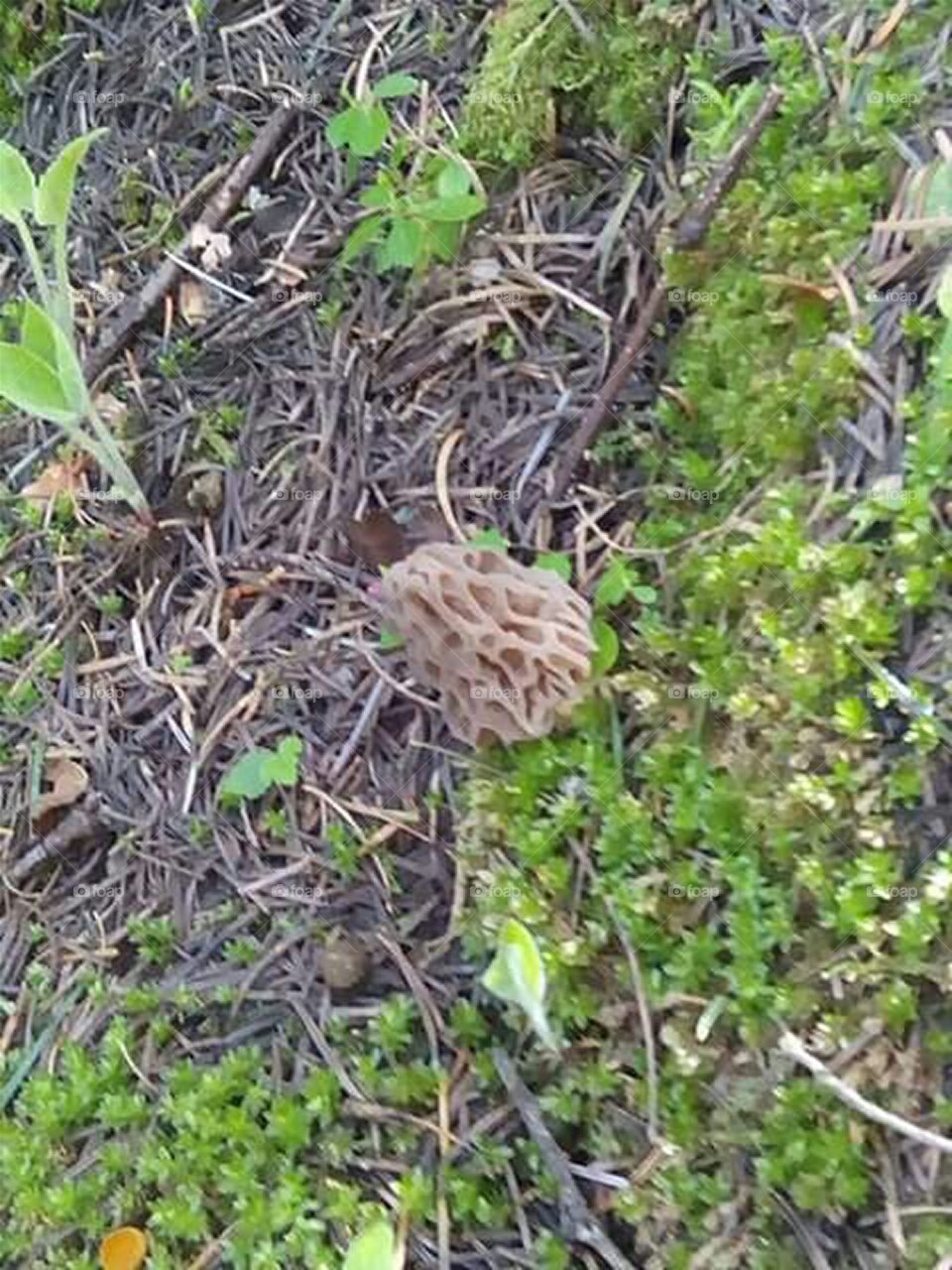 morel mushroom in the forest