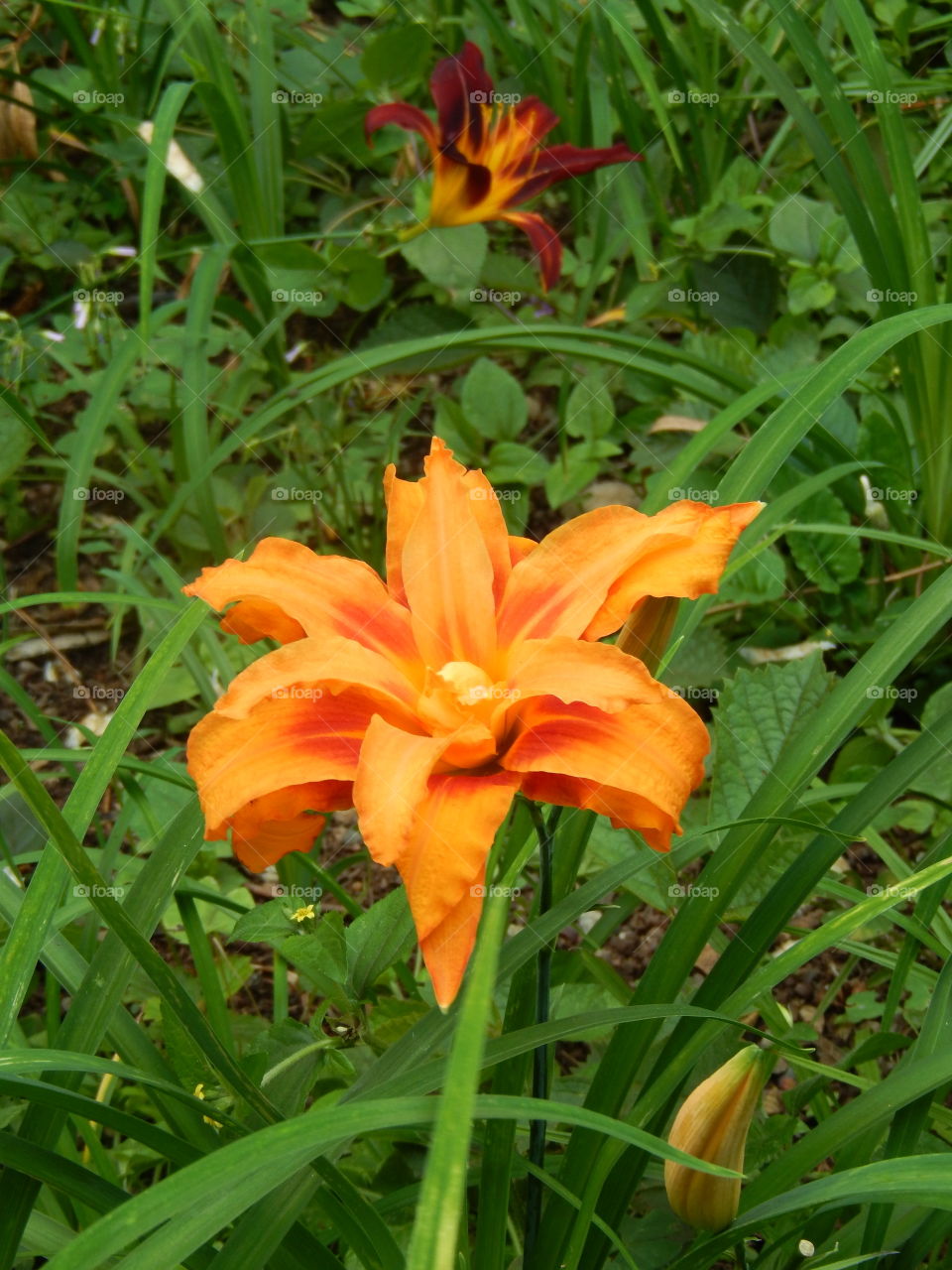 orange flower, flower in the Park