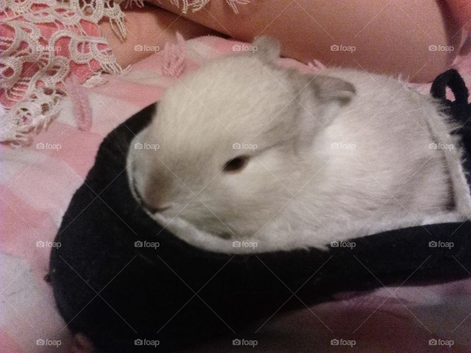 bunny in a shoe