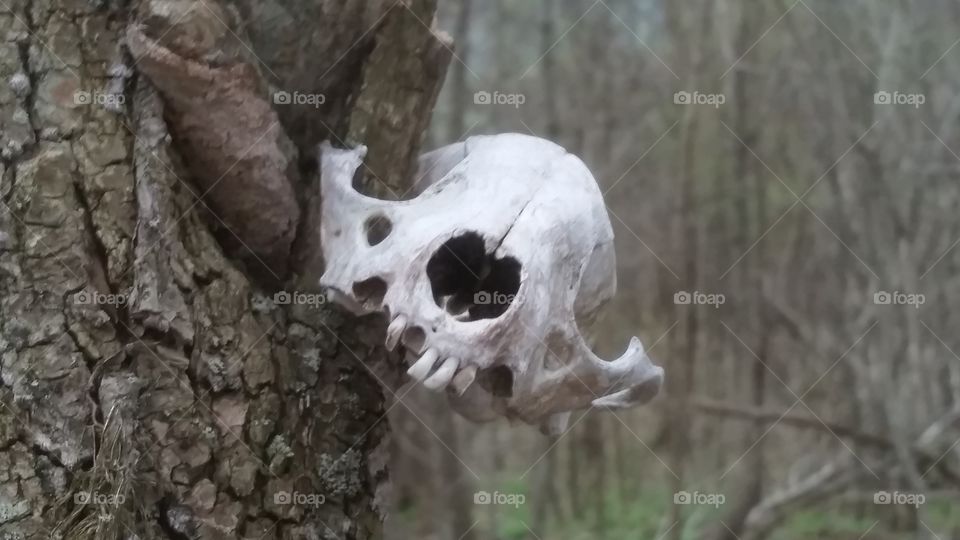 skull bones death dead morbid cold chilling deadly fear nature scary woods nature dark animal