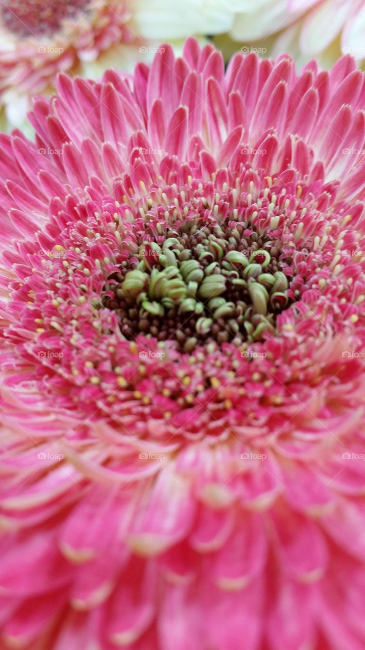 Colorful Gerbera Daisy Closeup