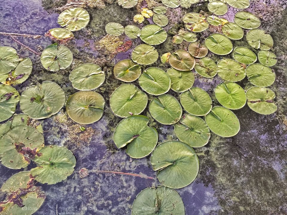 Lilly pads