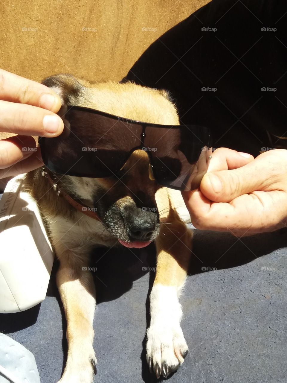 Mon chien avec des lunettes de soleil