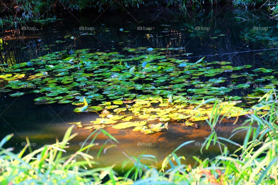 Tropical pond with lilly pads