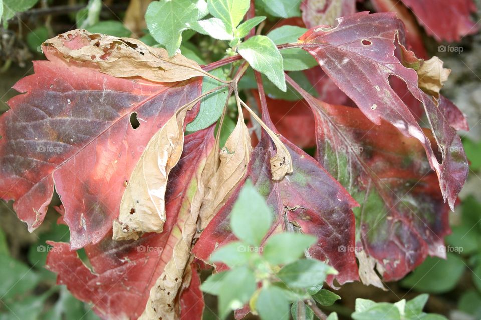 Walking through the countryside I came across this oddity. They are leaves that some are alive and others are dry. What impressed me the most was the mix of colors on a single sheet.