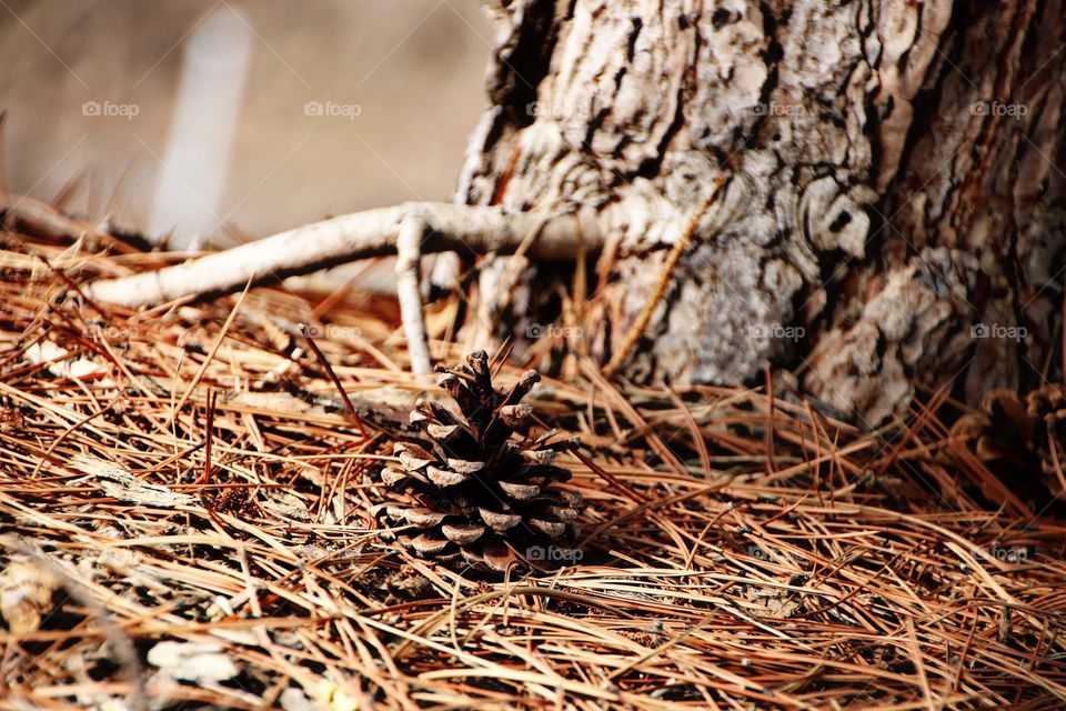 Pine cone on the ground with pine needles next to it out door close up nature photo also has part of the tree in photo beautiful back round 