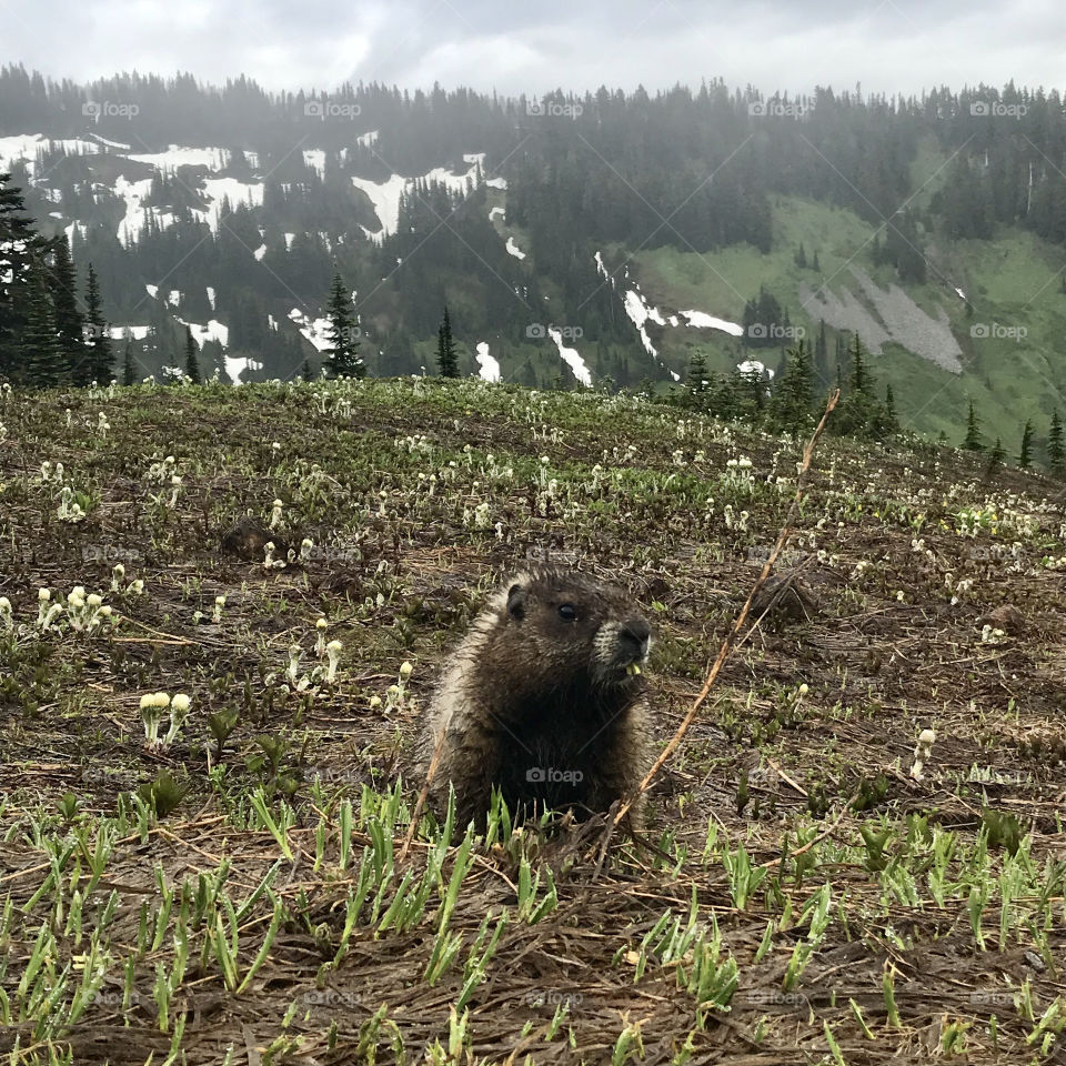 A Marmot curious about hikers