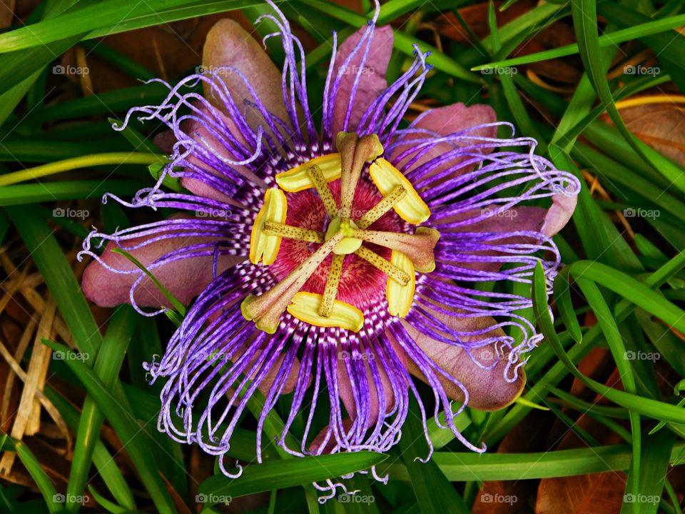 Battle: Spring vs. Winter - Colorful Passion blossom with background a grass backdrop. Host to the Gulf Fritillary butterfly. Passion blossoms are mostly tendril-bearing vines, with some being shrubs or trees. They can be woody or herbaceous