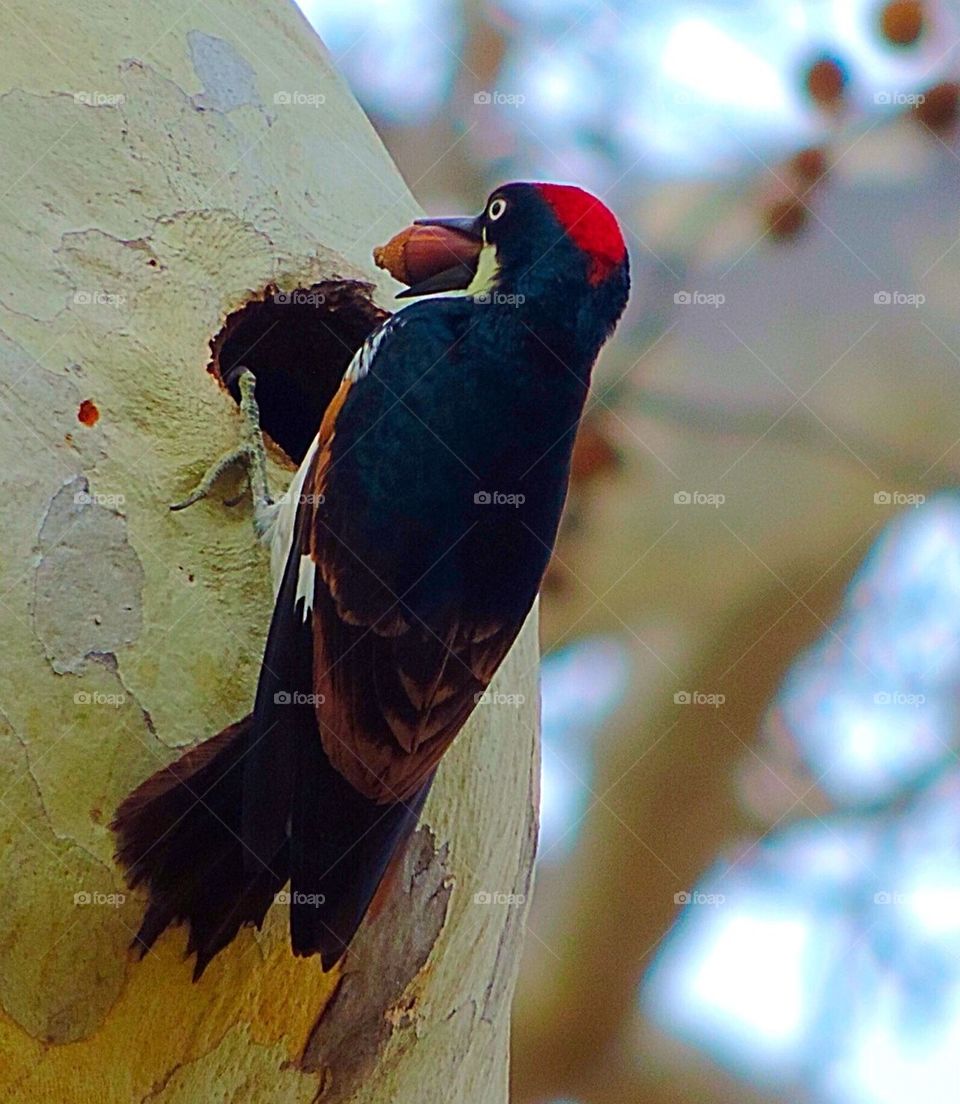 Woodpecker