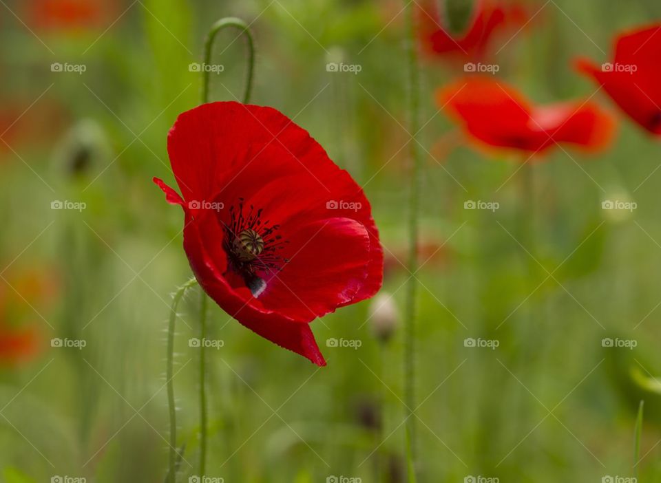 Red poppy