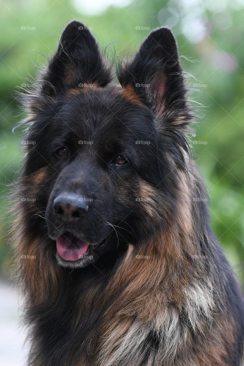 dog German shepherd